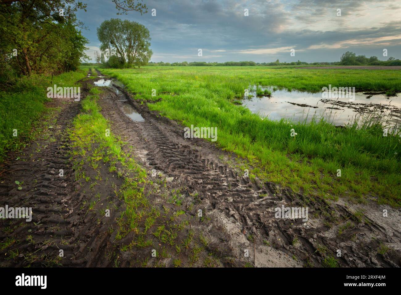 Eine schlammige Schotterstraße mit Pfützen neben einer grünen feuchten Wiese und bewölktem Himmel, Nowiny, Ostpolen Stockfoto