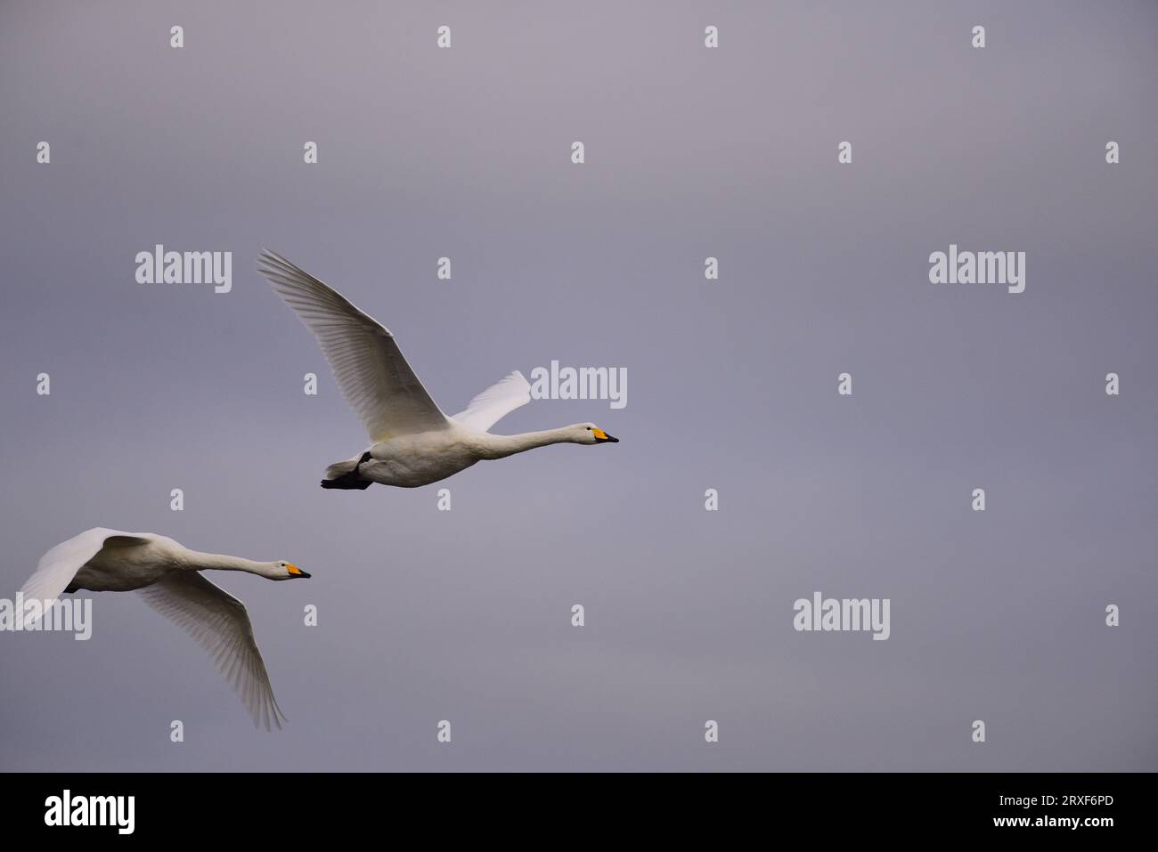 Der Schwan Cygnus Cygnus kommt nach Schottland Stockfoto