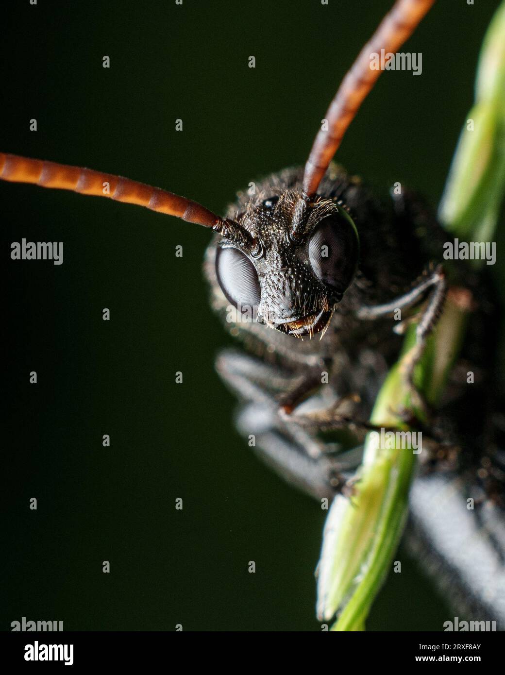 Schwarzes Wespenmakrofoto Stockfoto