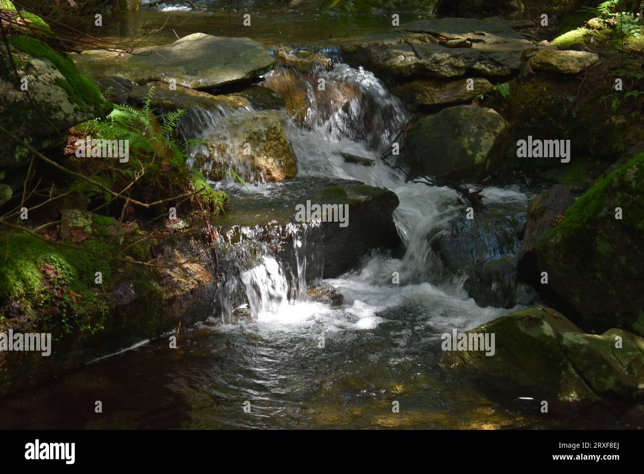 Fee fällt Stockfoto