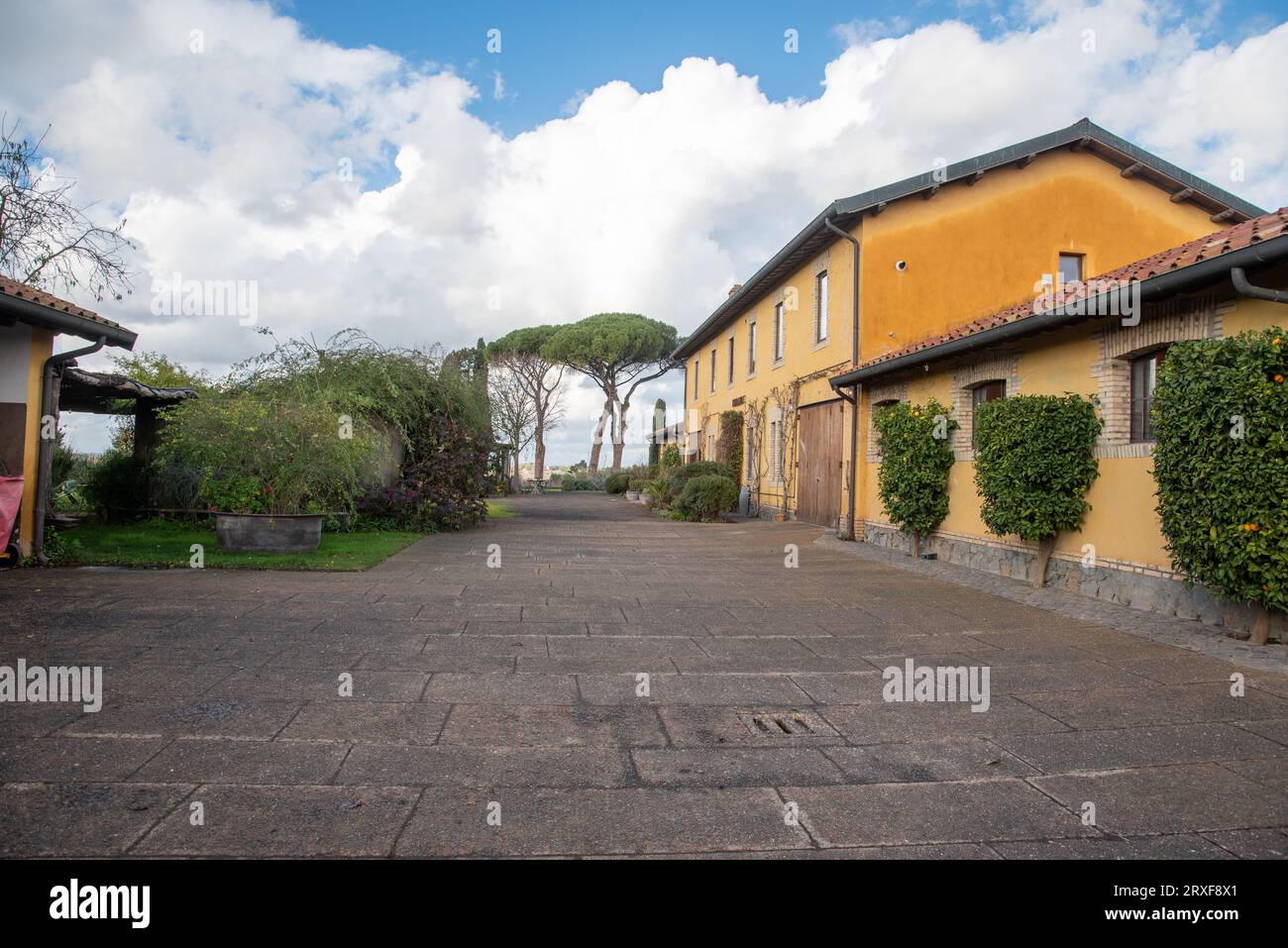 17. Dezember 2022 in Rom, Italien: Weinberg in Roms Frascati-Region Stockfoto