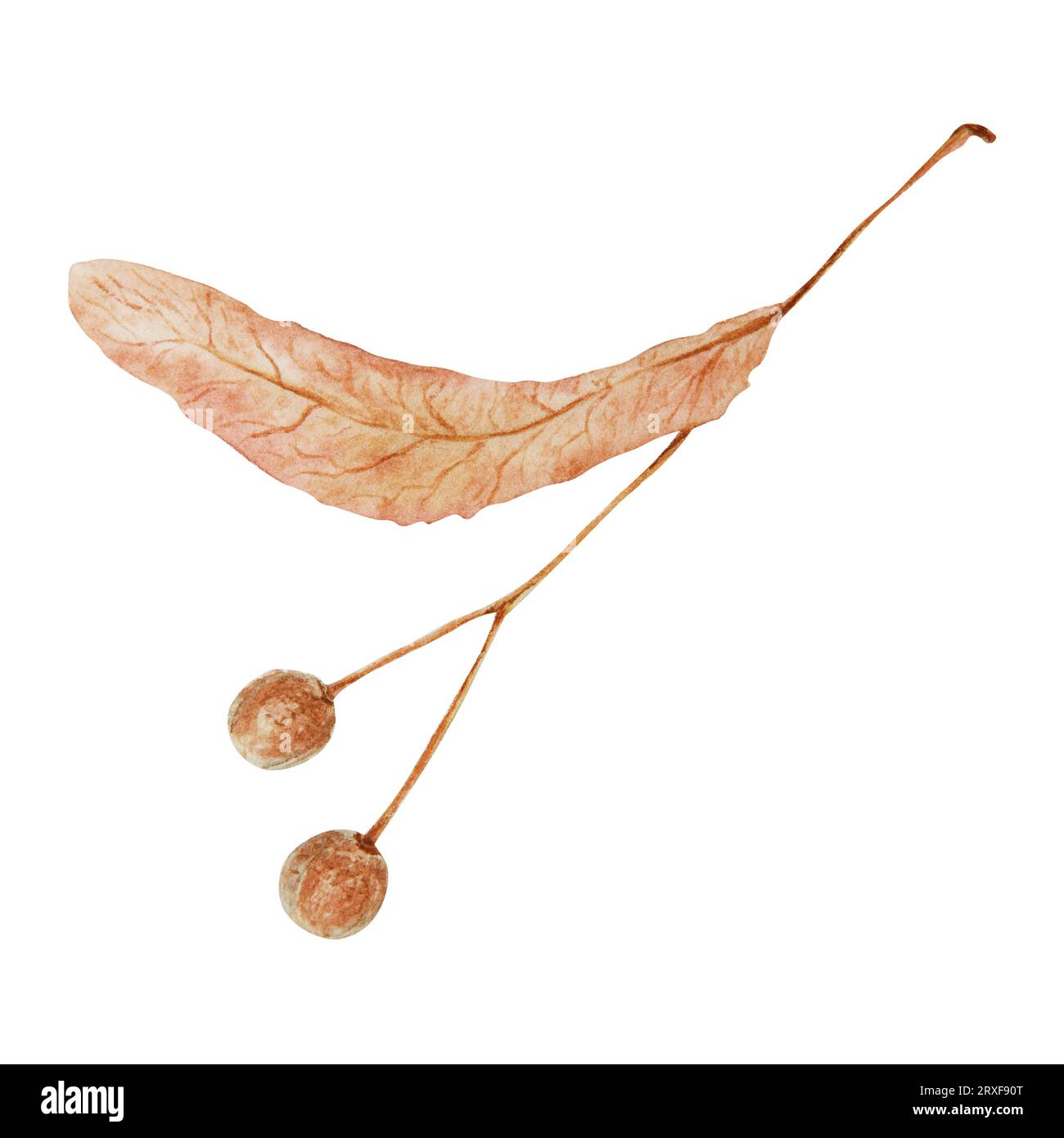 Zweig der Lindensamen. Aquarell handgezeichnete Illustration des Waldpflanzenelements. Realistische Clip-Art mit Blumenmuster für Öko-Produkte, natürliche Kräuter Stockfoto