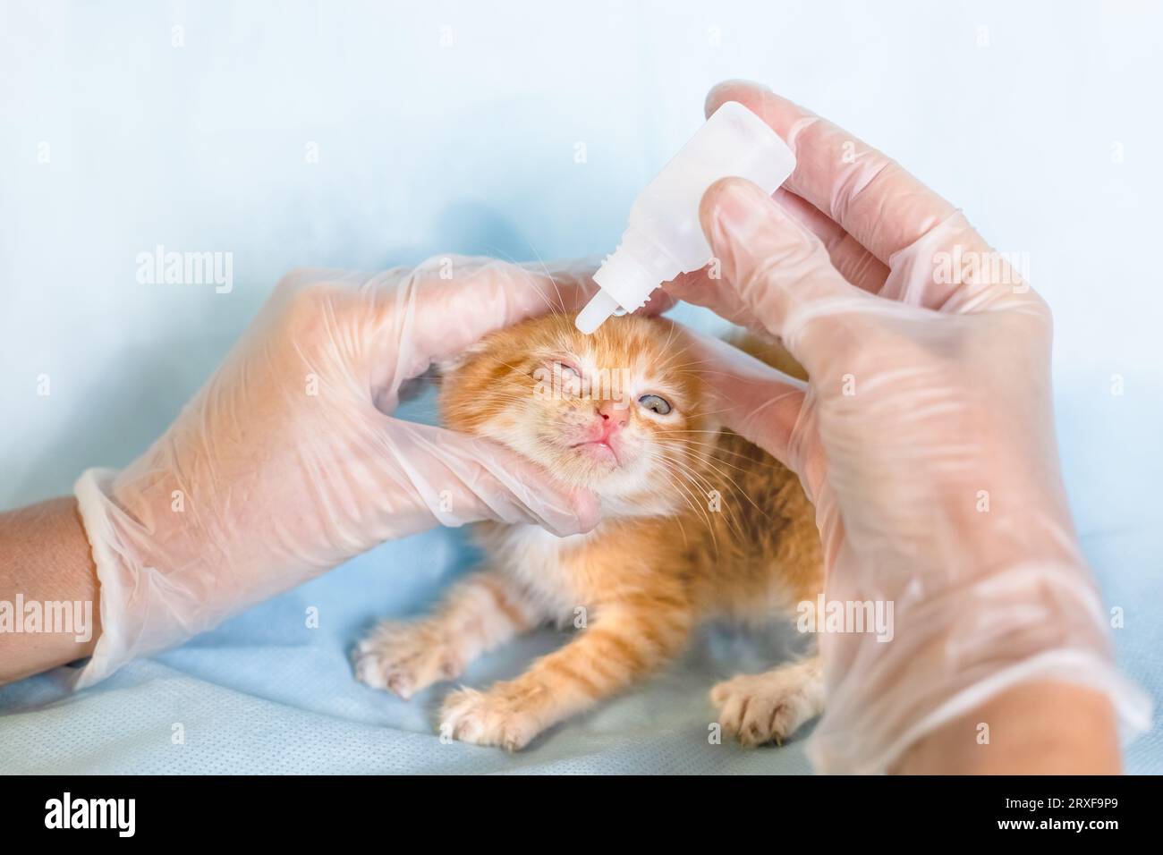 Ein Tierarzt gibt einem kleinen Kätzchen Tropfen in die Augen. Augenerkrankungen bei Katzenjungen. Stockfoto