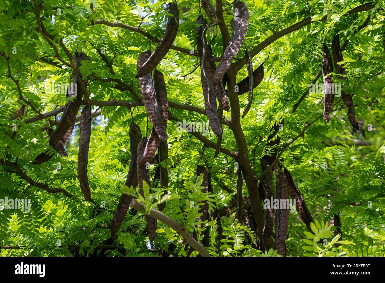 Detail eines Johannisbrots (Ceratonia siliqua), eines immergrünen Baumes oder Strauchs aus der Familie der Leguminosen Fabaceae, mit Früchten im Frühjahr, Italien Stockfoto