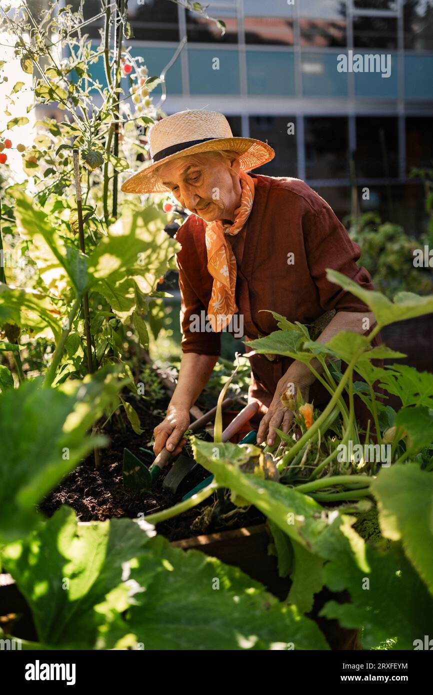 Porträt einer Seniorin, die sich um die Zucchini-Pflanze im urbanen Garten kümmert. Stockfoto