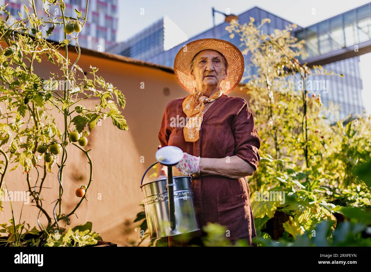 Porträt einer Seniorin, die sich um Tomatenpflanzen im urbanen Garten kümmert. Stockfoto