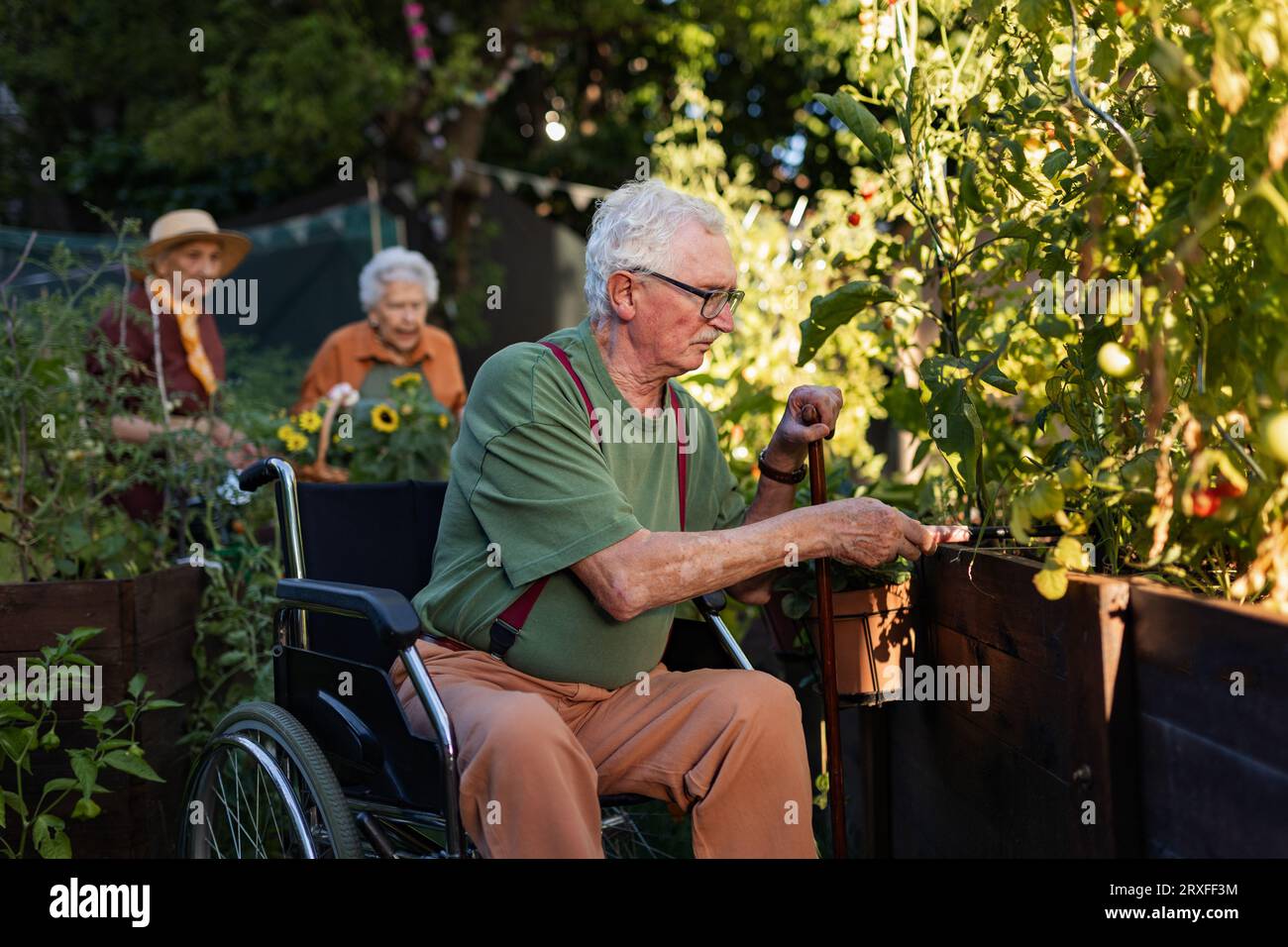Porträt von Seniorenfreunden, die sich um Gemüsepflanzen im urbanen Garten kümmern. Stockfoto