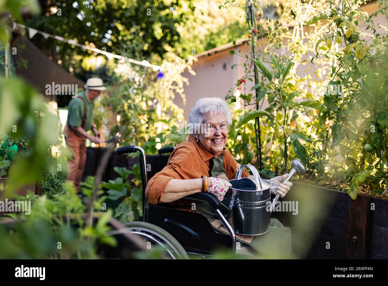 Nahaufnahme einer älteren Frau im Rollstuhl, die sich um die Zucchini-Pflanze im urbanen Garten kümmert. Stockfoto