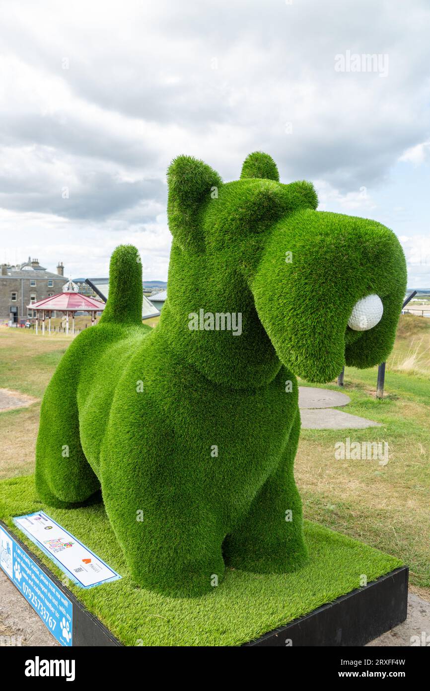 Topiary Scottie in St. Andrews, geschaffen von Natalia Buravleva, Teil des Scotties by the Sea Art Trail. Stockfoto