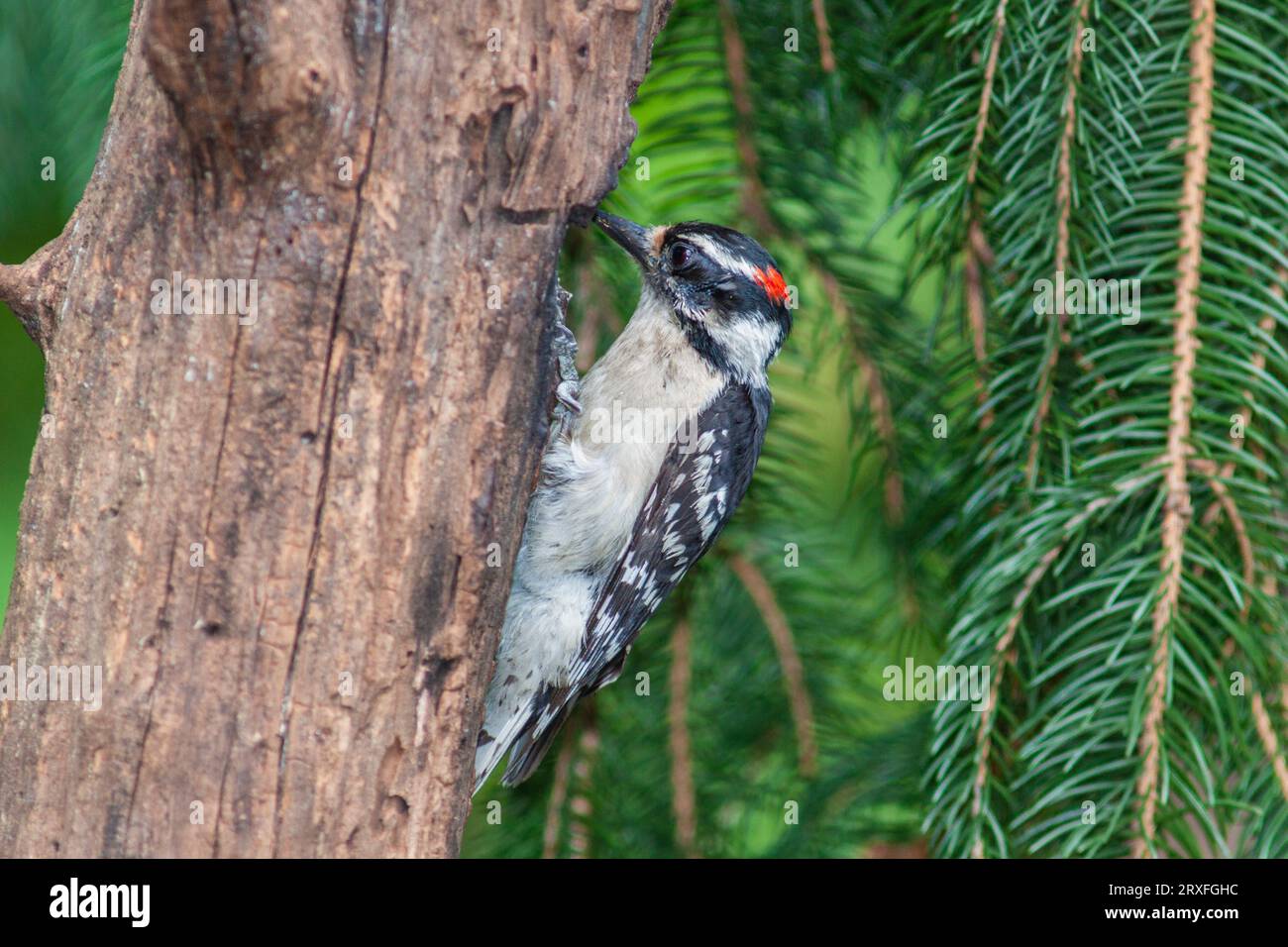 Downy Woodpecker, Picoides pubescens, kleinste Specht in Nordamerika, in Charlotte, NC. Stockfoto