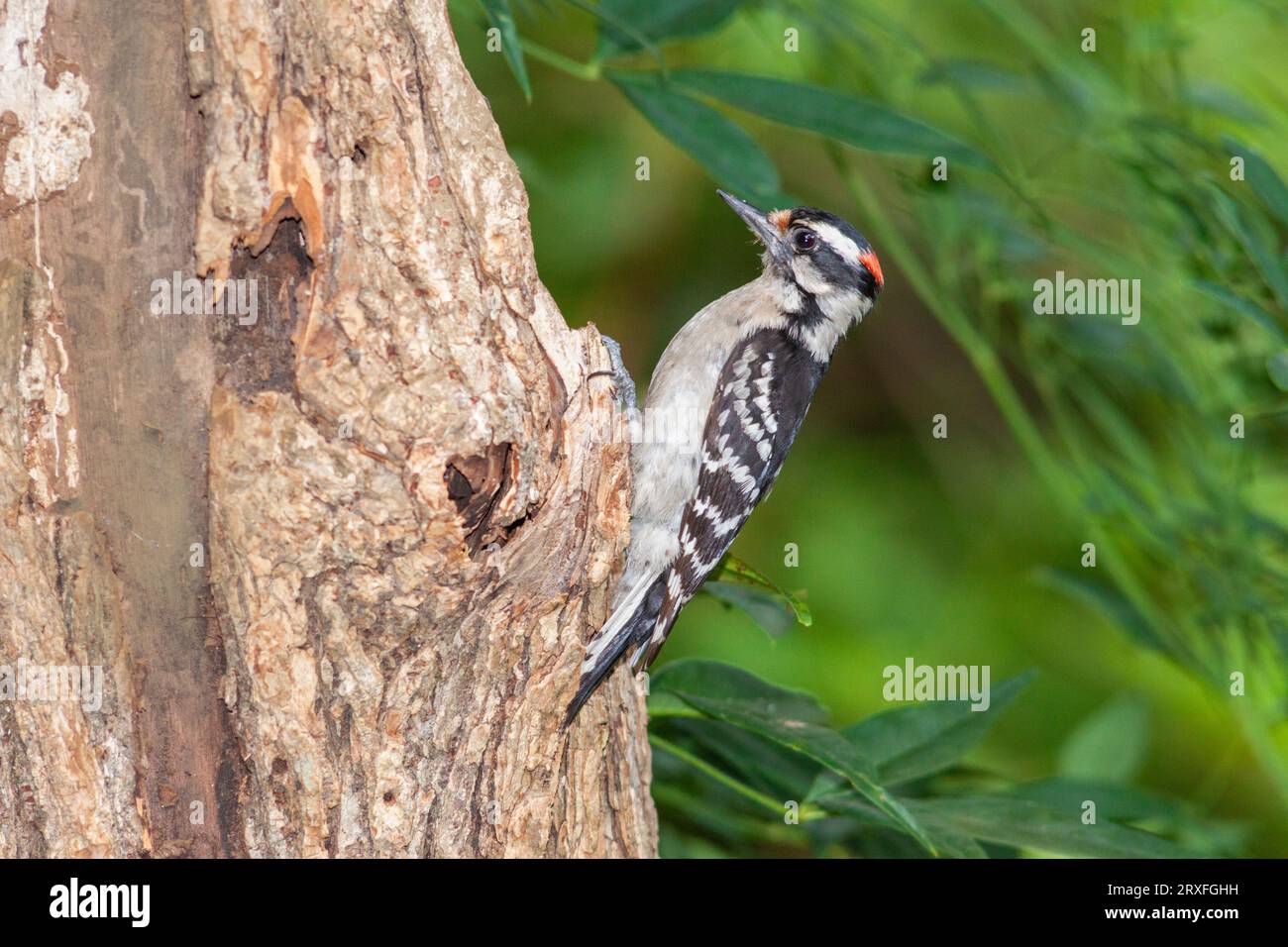 Downy Woodpecker, Picoides pubescens, kleinste Specht in Nordamerika, in Charlotte, NC. Stockfoto