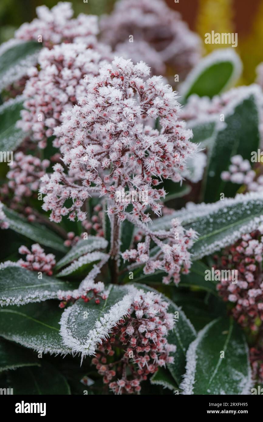 Skimmia japonica Rubella, Japanische Skimmia Rubella, Mitte des Winters rote Knospen mit Frost-/Eiskristallen beschichtet Stockfoto