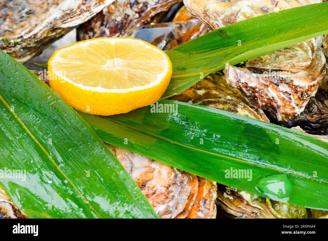 Muscheln, Muscheln. Ein Haufen Meeresfrüchte. Zitrone auf grünen Blättern und Meeresfrüchte. Zutat für die Zubereitung von Meeresfrüchten. Stockfoto