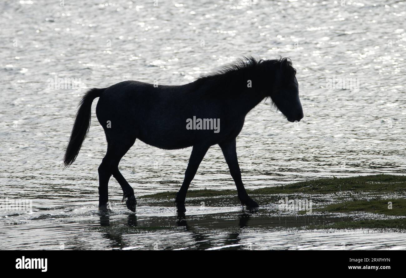 Carneddau Pony Stockfoto