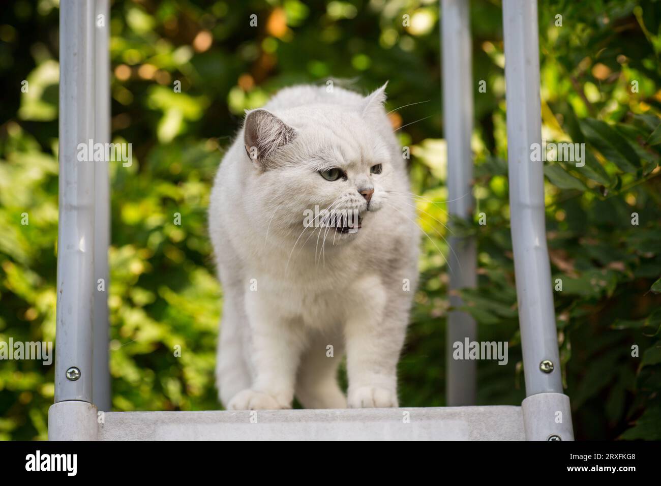 Eine ausgewachsene Katze einer schottischen Chinchilla hellgrauer Farbe geht draußen Stockfoto