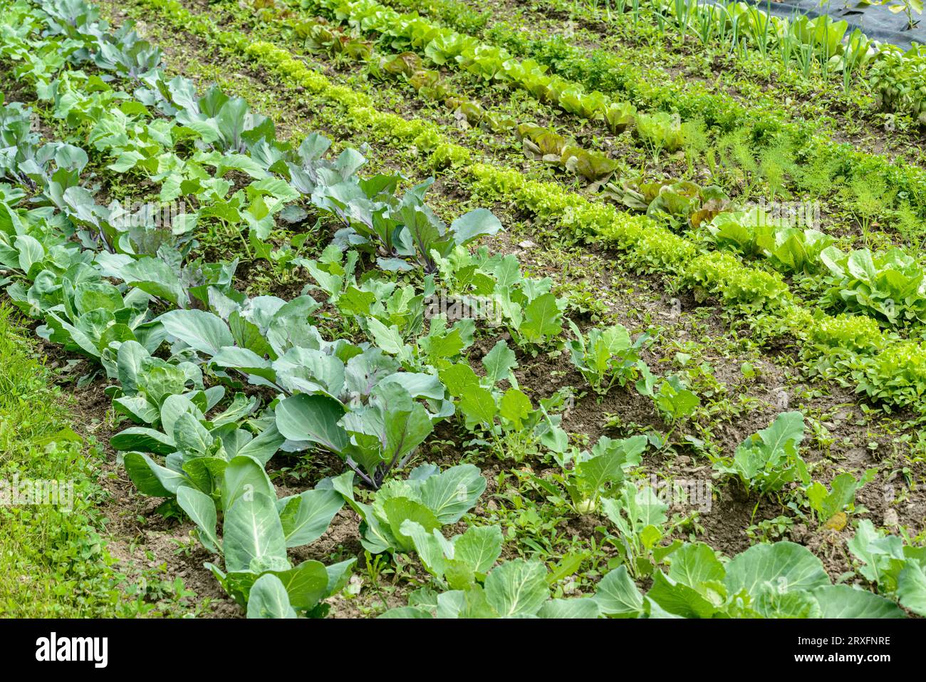 Gemüsegarten mit Karotten, Salat, Rucola, Grünkohl, Basilikum, unter anderem Stockfoto