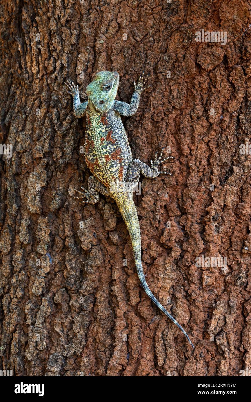 Südliches Baumagama (Acanthocercus atricollis), Kruger-Nationalpark, Südafrika Stockfoto