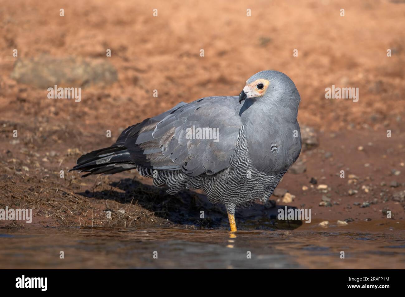 Afrikanischer Weidenhawk (Polyboroides typus), Jungfische im Wasser, Chobe-Nationalpark, Botsuana Stockfoto