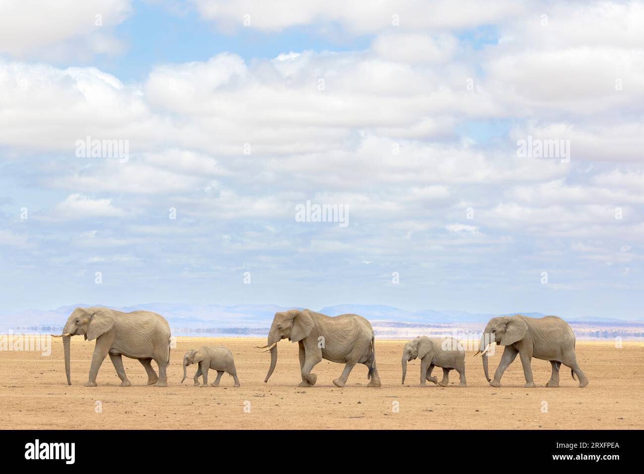 Afrikanische Elefanten (Loxodonta africana) überqueren trockene Seegraswiesen, Amboseli-Nationalpark, Kajiado, Kenia Stockfoto