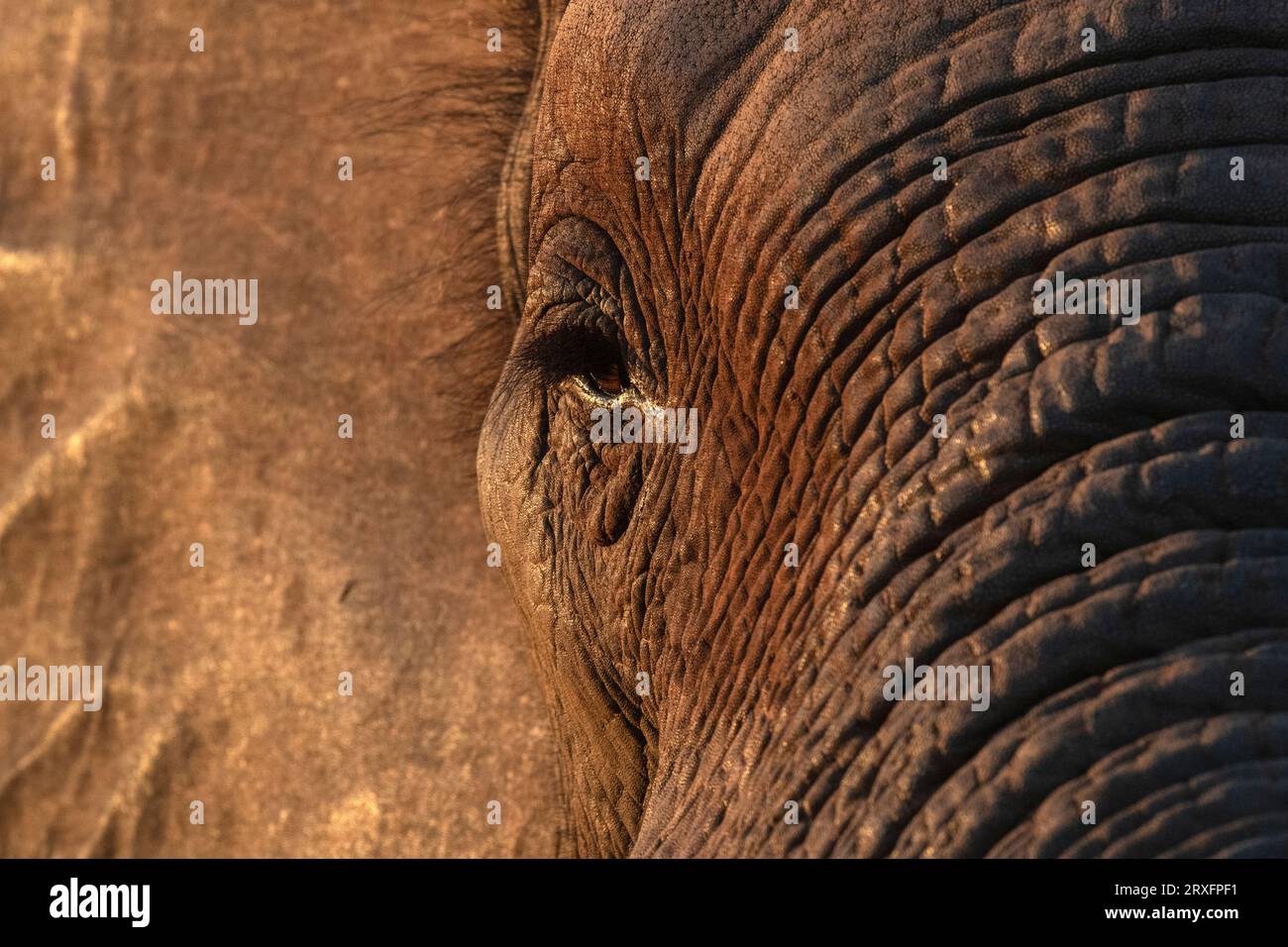 Afrikanischer Elefant (Loxodonta africana) Eye, Zimanga Private Game Reserve, KwaZulu-Natal, Südafrika Stockfoto