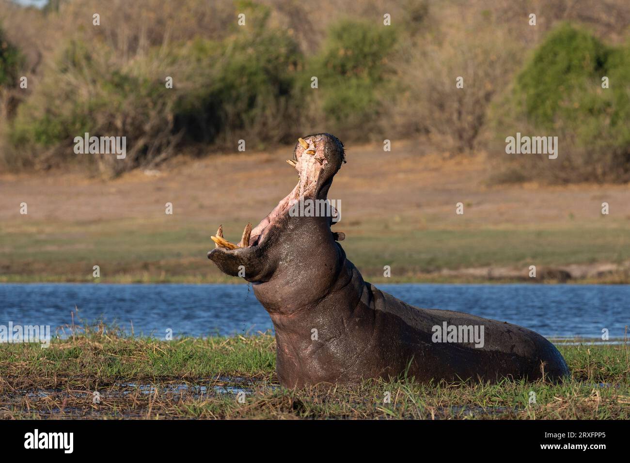 Hippo (Hippopotamus amphibius) Gähnen, Chobe-Nationalpark, Botsuana Stockfoto