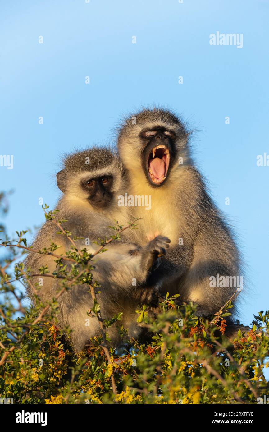 Vervet-Affen (Chlorocebus pygerythrus), Mountain Zebra-Nationalpark, Ostkap, Südafrika Stockfoto