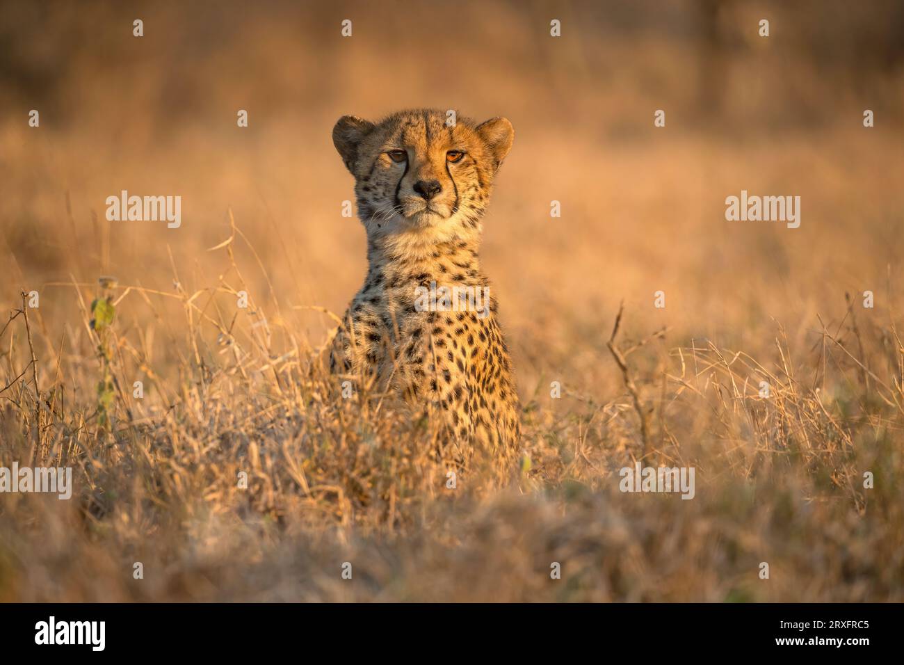 Gepard (Acinonyx jubatus). Zimanga privates Wildreservat, KwaZulu-Natal, Südafrika Stockfoto