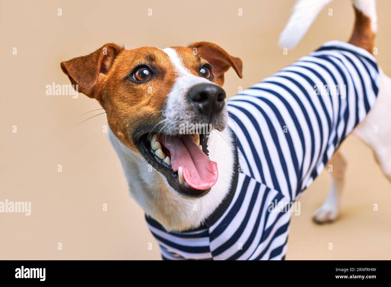 Nahaufnahme eines lustigen Jack russel Hundes mit Zunge, der in einem gestreiften T-Shirt auf hellgelbem Hintergrund hängt, Urlaub und Abenteuer. Tra Stockfoto