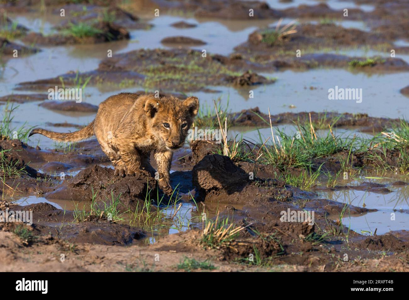 Löwe (Panthera leo) Junges, Mashatu-Spielereserve, Botsuana Stockfoto