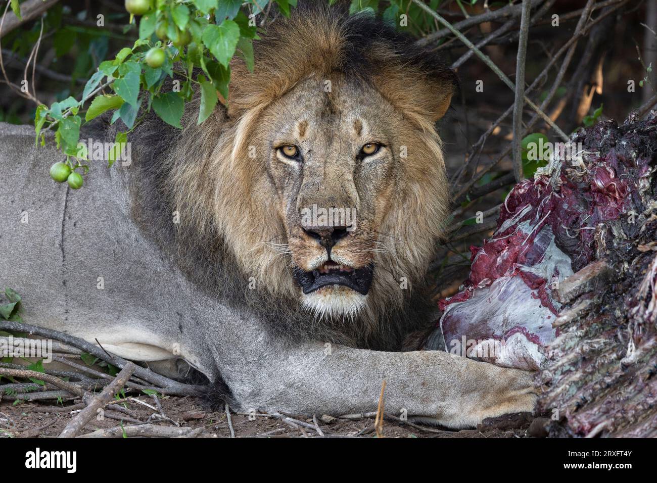 Löwe (Panthera leo) auf Eland Kill, Mashatu Game Reserve, Botswana Stockfoto