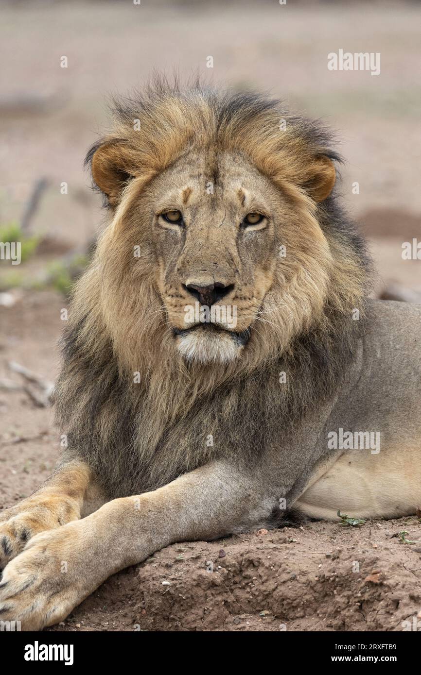 Löwe (Panthera leo), Mashatu Game Reserve, Botswana Stockfoto
