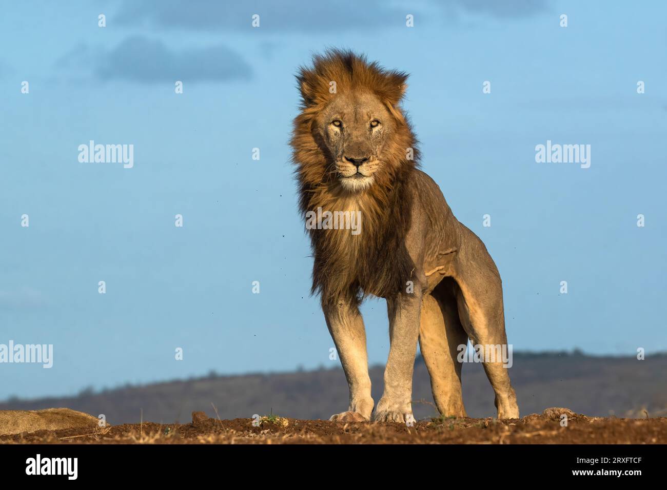 Lion (Panthera leo) Stretching, Zimanga Private Game Reserve, KwaZulu-Natal., Südafrika Stockfoto