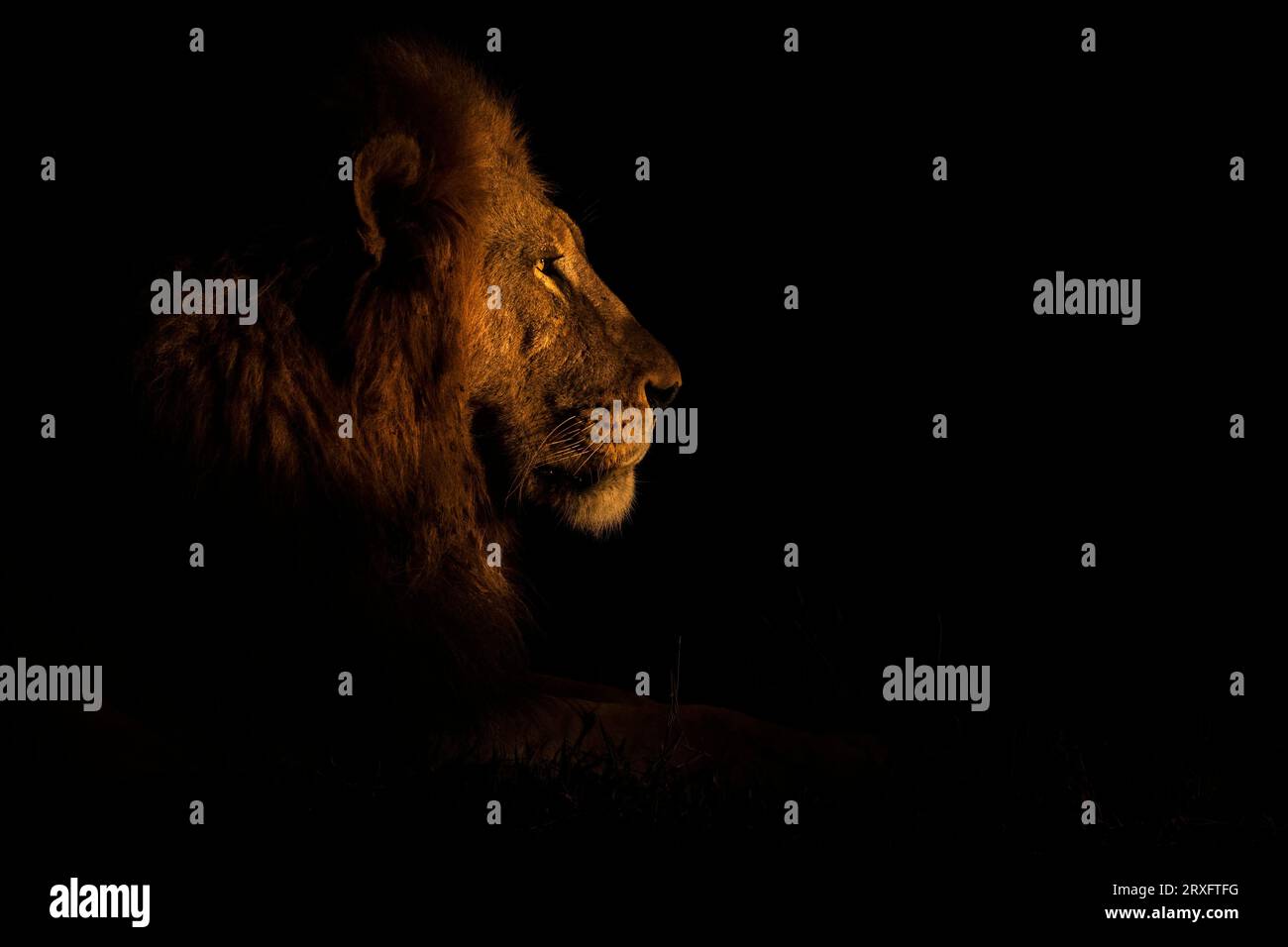Löwe (Panthera leo) bei Nacht, Zimanga privates Wildreservat, KwaZulu-Natal., Südafrika Stockfoto