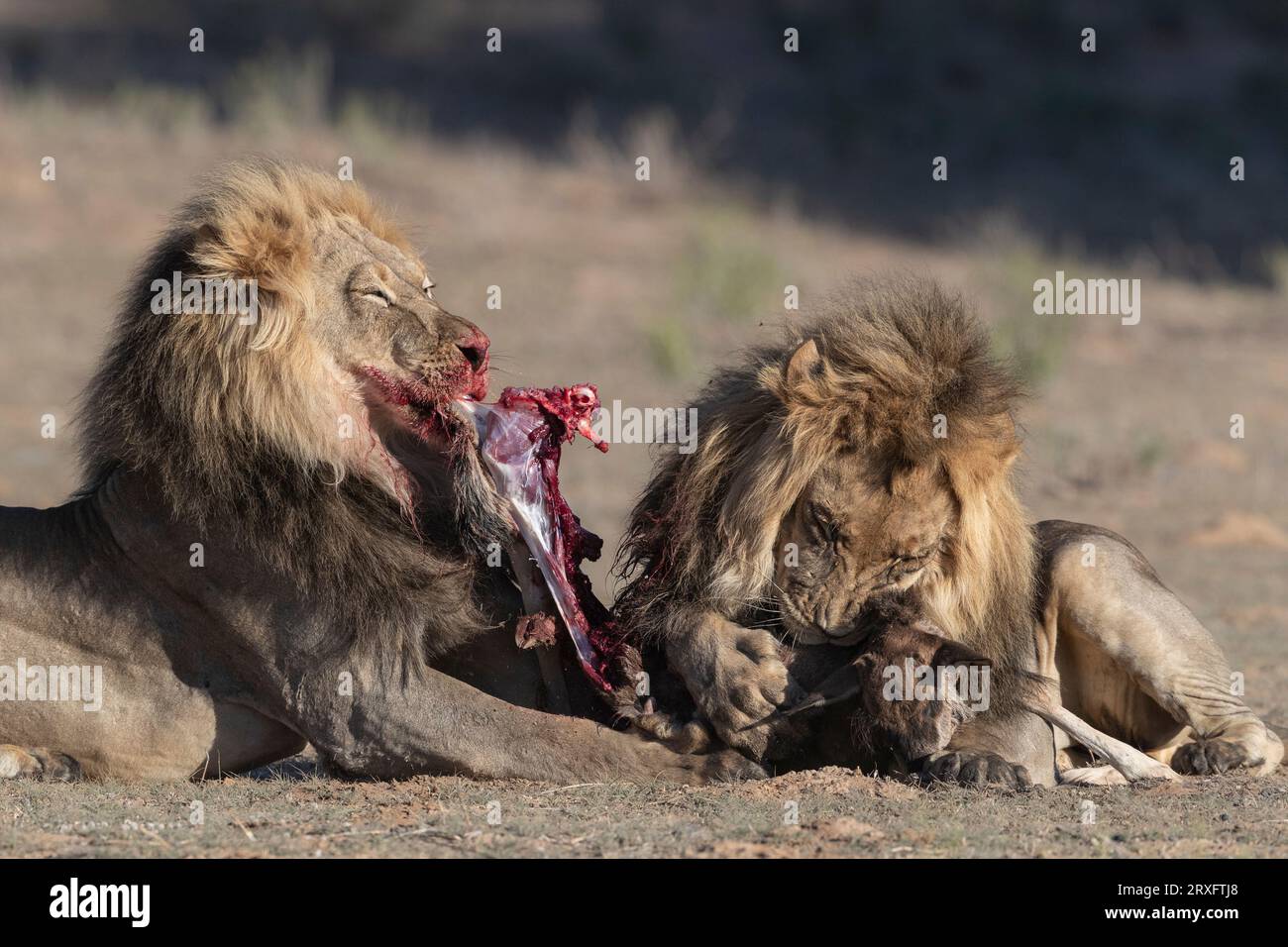 Löwen (Panthera leo) fressen junge Gnus (Connochaetes taurinus), Kgalagadi-Grenzpark, Nordkap, Südafrika Stockfoto