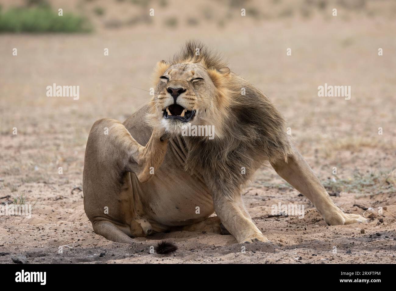 Löwe (Panthera leo) Kratzer, Kgalagadi grenzübergreifender Park, Nordkap, Südafrika Stockfoto