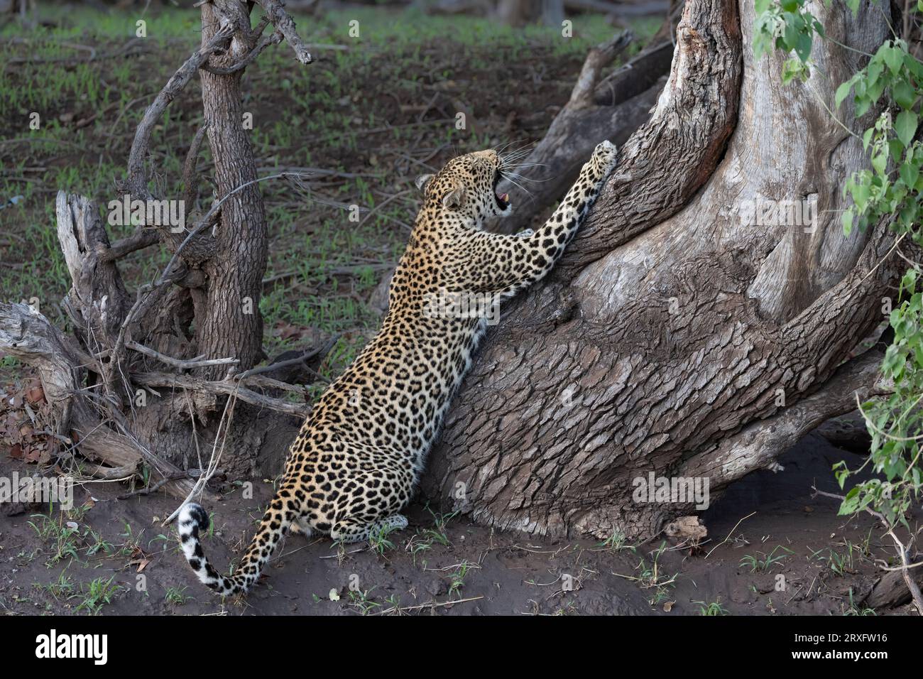 Leoparden (Panthera pardus) schärfen Krallen, Mashatu-Wildreservat, Botswana Stockfoto