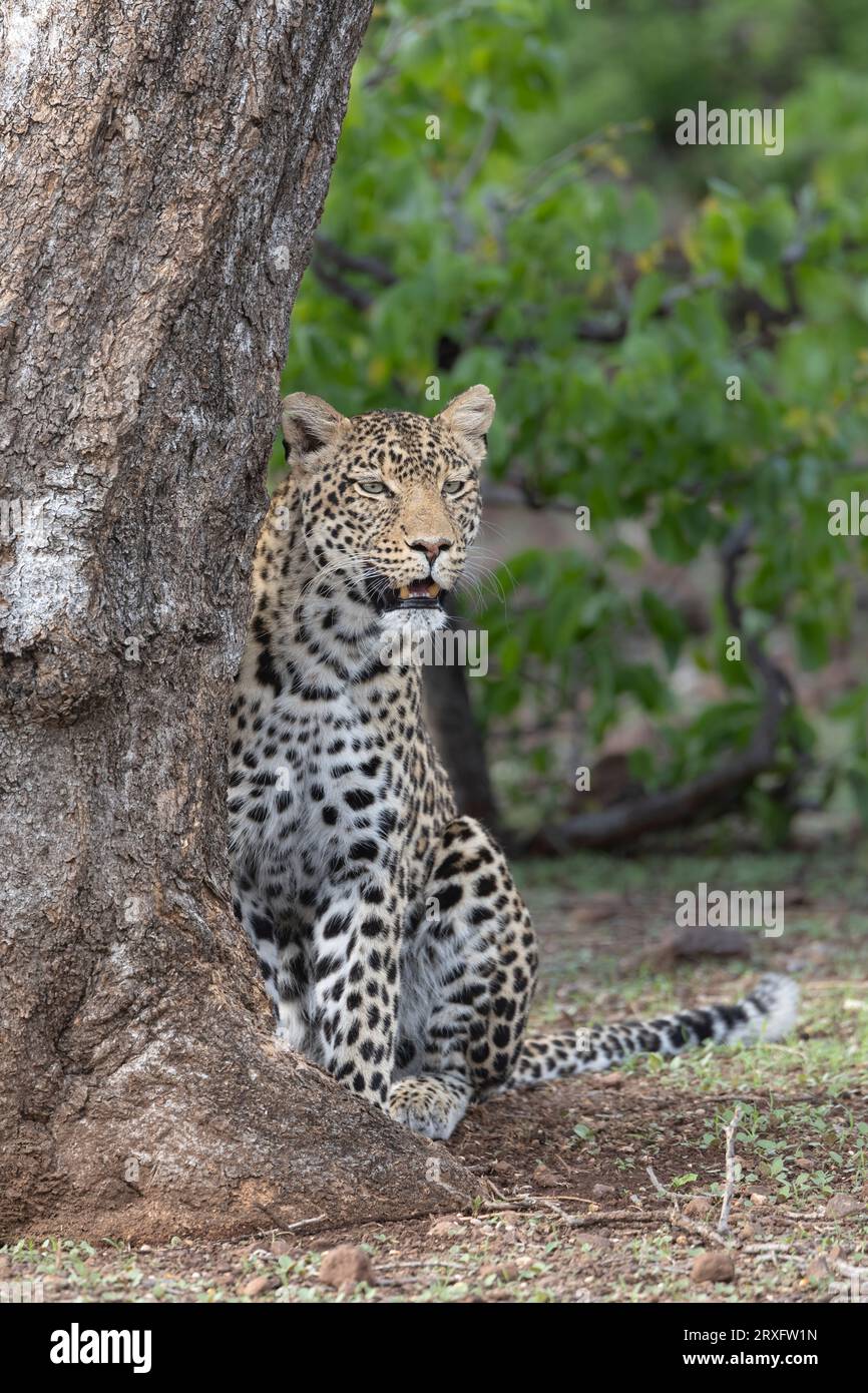Leopard (Panthera pardus), Mashatu Wildreservat, Botsuana Stockfoto