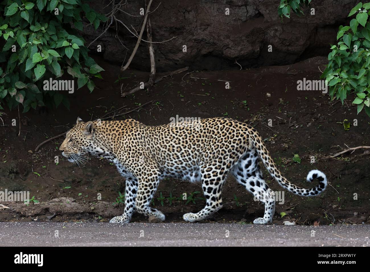 Leopard (Panthera pardus), Mashatu Wildreservat, Botsuana Stockfoto