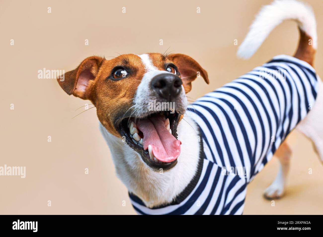 Nahaufnahme eines lustigen Jack russel Hundes mit Zunge, der in einem gestreiften T-Shirt auf hellgelbem Hintergrund hängt, Urlaub und Abenteuer. Tra Stockfoto