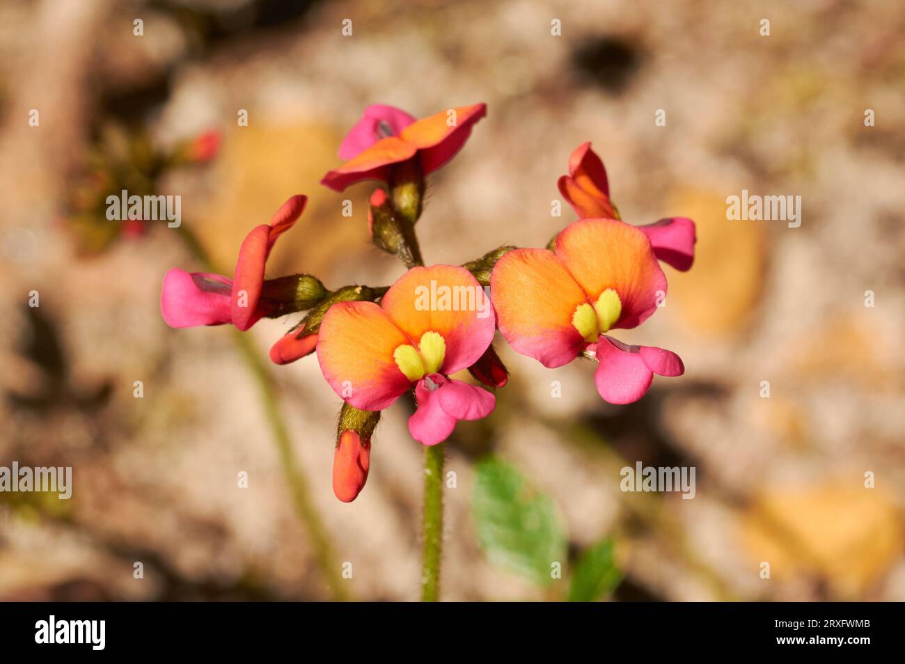 Chorizema sp., eine Wildblume, die in Western Australia endemisch ist, im Kondil Wildflower Park, Nannup. Stockfoto