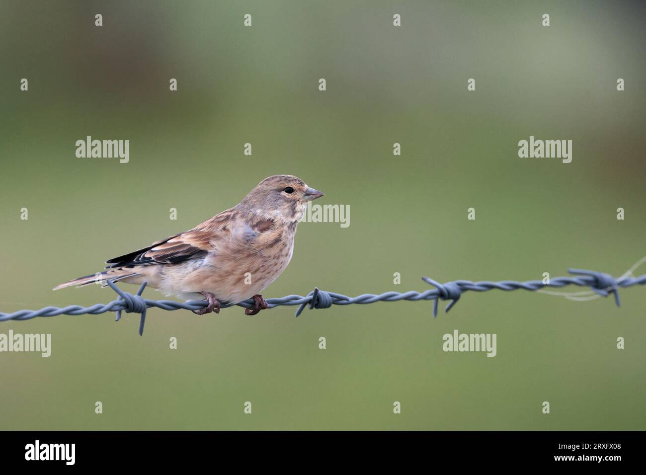 Linnet Carduelis Cannabina streifte graubraune weibliche Vögel, die auf Stacheldraht in starken Winden hoch auf Südniederungen thronen, kopieren Raum mit weichem grünem Hintergrund Stockfoto