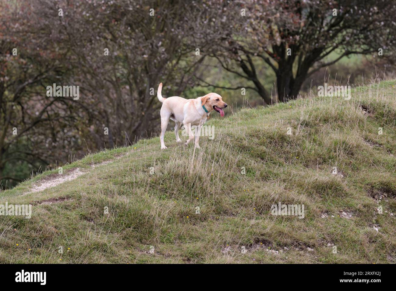 Hund exorcising auf Südniederungen UK blonde Labrador Typ Hund läuft auf grasbewachsenen Banken Zunge aus keuchenden Landschaft Format Kopie Raum Spätsommer UK Stockfoto