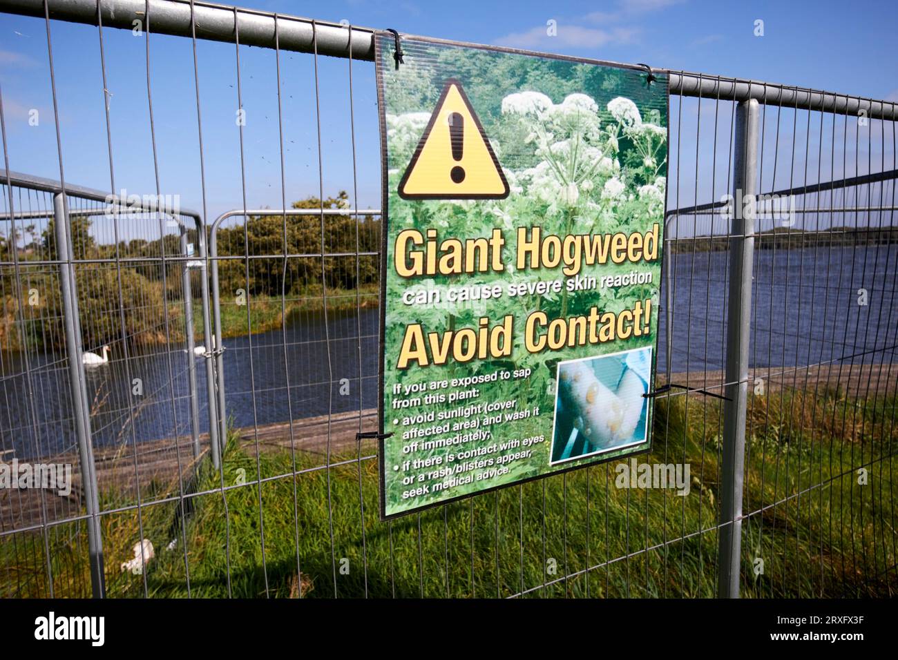 Warnschild und Barrieren um behandelte Riesen-Hogweed-Ausbruchsstelle in Nordirland, Vereinigtes Königreich Stockfoto