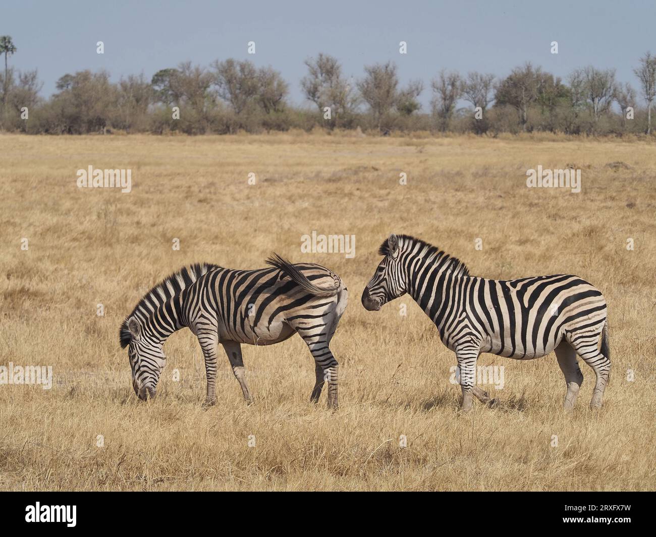 Zebras leben in kleinen Familiengruppen, werden aber häufig mit anderen Pflanzenfressern assoziiert, um frühzeitig vor Raubtierverhalten zu warnen. Stockfoto