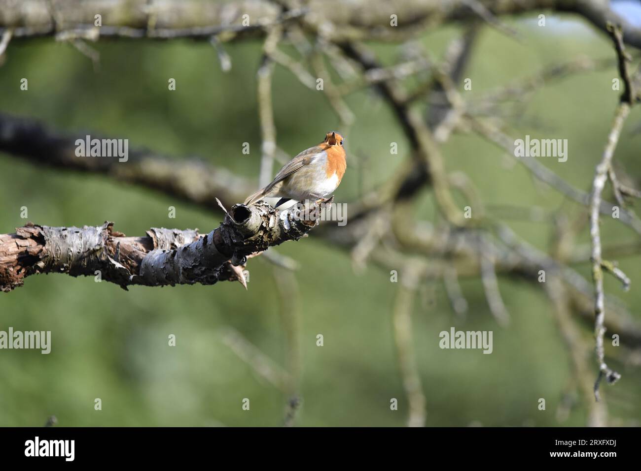 Europäischer Robin (Erithacus rubecula), Gesang von einem Baumzweig, links vom Bild, Kamera, vor einem sonnigen Waldhintergrund, aufgenommen im Herbst Stockfoto