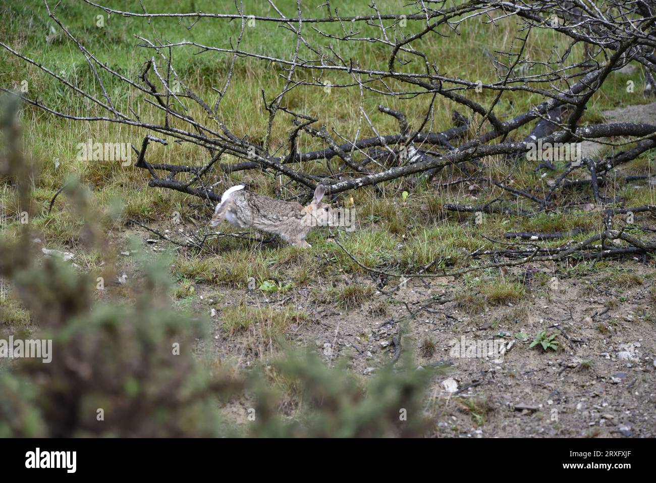 Wildes Kaninchen (Oryctolagus cuniculus), von links nach rechts, im Welsh Woodland, im September in MidWales, Großbritannien, gefangen Stockfoto