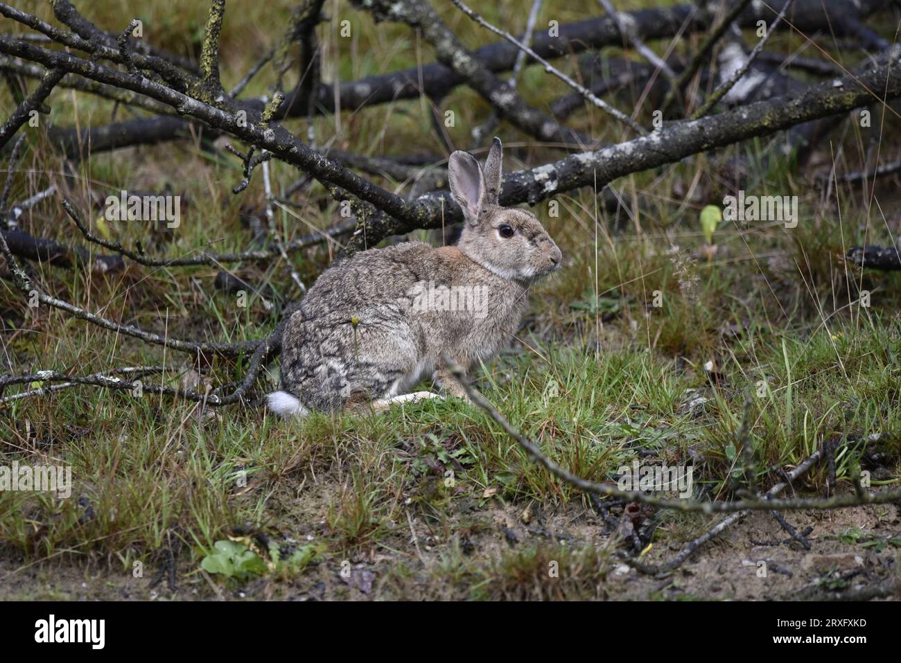 Großes wildes Kaninchen (Oryctolagus cuniculus) sitzt im rechten Profil mit dem Kopf leicht in Richtung Kamera, aufgenommen in Woodland in der Mitte von Wales, Großbritannien Stockfoto