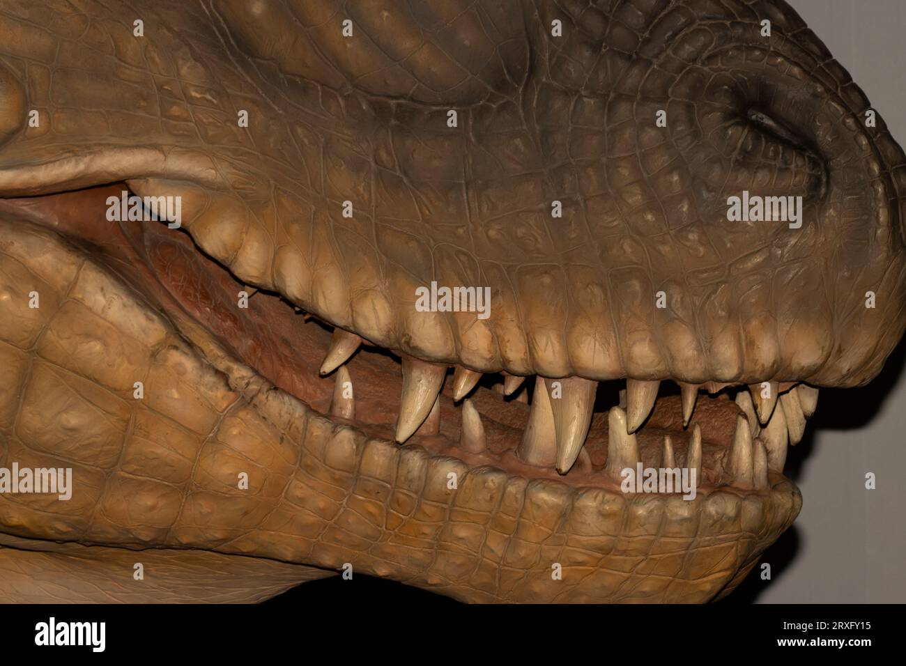 Tyrannosaurus-rex-Zahnrekonstruktion an 6-Zoll-langen Zähnen Stockfoto