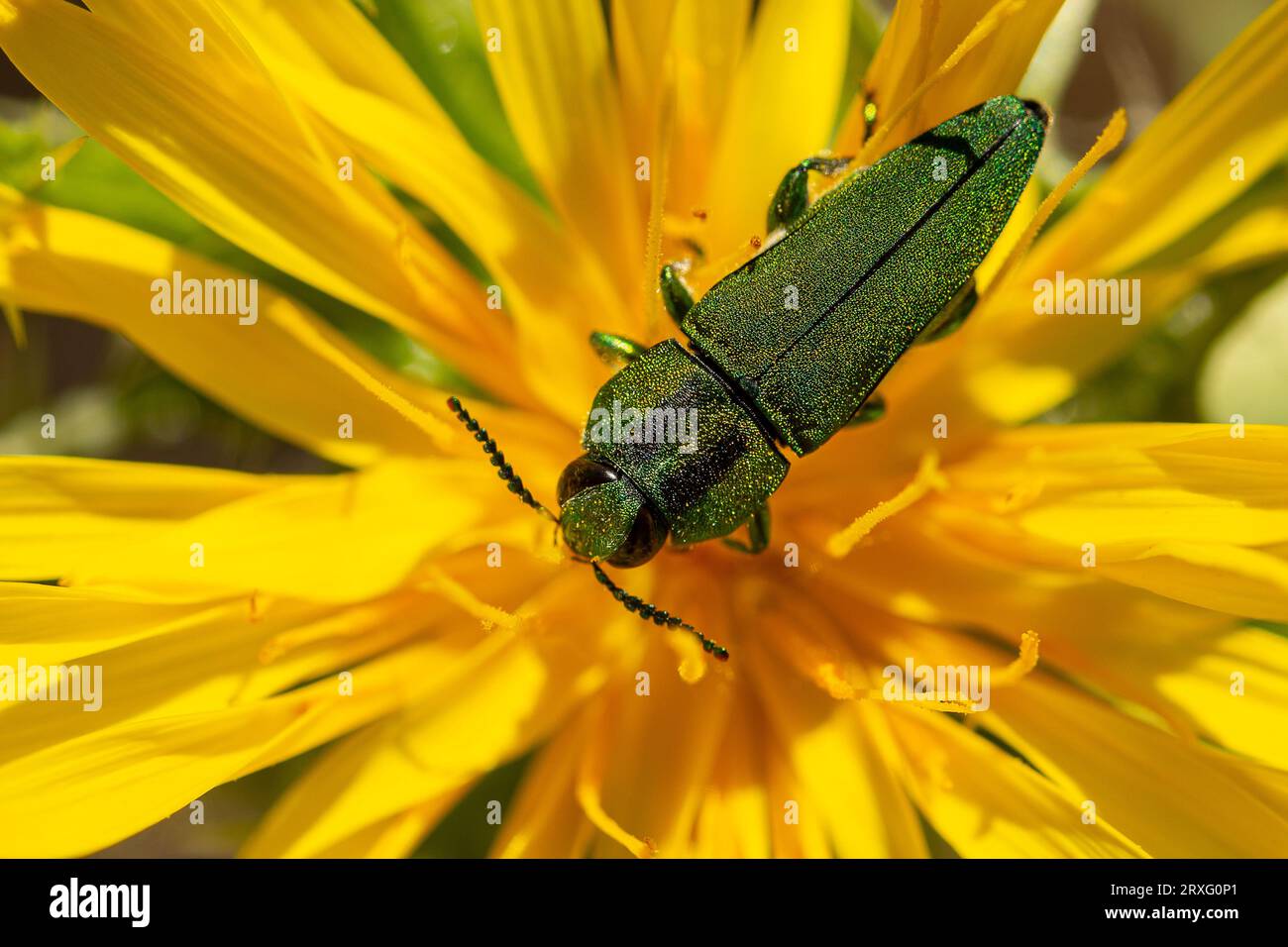 Juwelenkäfer, Anthaxia sp. Auf einer gelben Blume Stockfoto