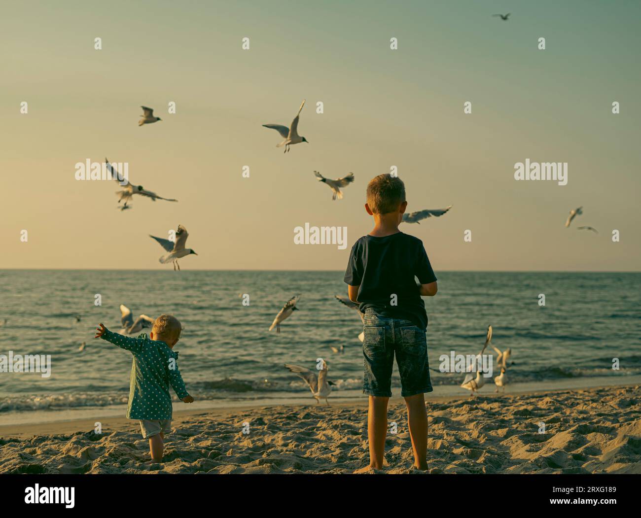 Möwen am Meer - Vogelangriff Stockfoto